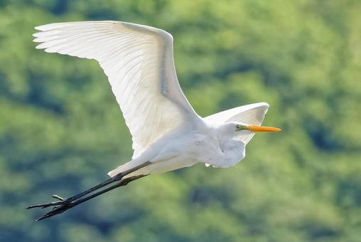 夏の山間を飛翔するダイサギ 夏の山間を飛翔するダイサギの写真