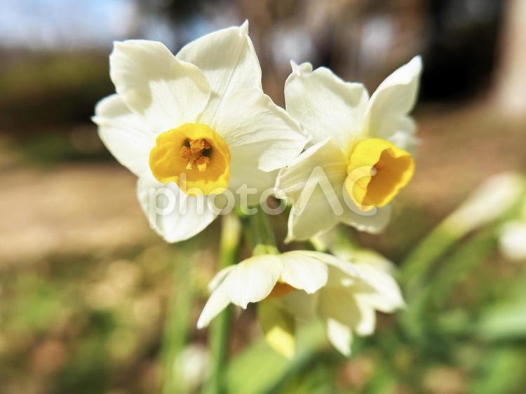 スイセンのクローズアップ スイセン,水仙,クローズアップの写真素材