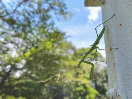 カマキリ カマキリ カマキリ,昆虫,生き物の写真素材