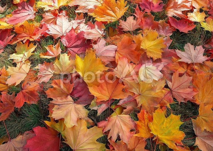 カエデの葉っぱの絨毯 カエデ,もみじ,秋の写真素材