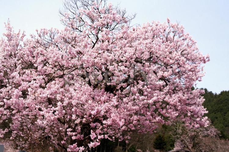 春爛漫、あでやかな古木の桜 植物,花,木の写真素材