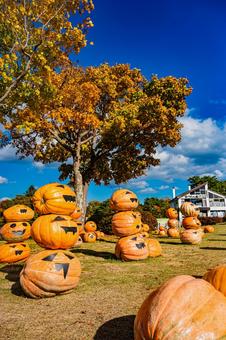 北海道　大沼公園秋の風景の写真