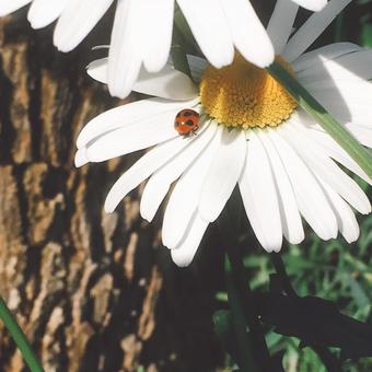 てんとう虫と花 自然,何人もありません,花の写真素材