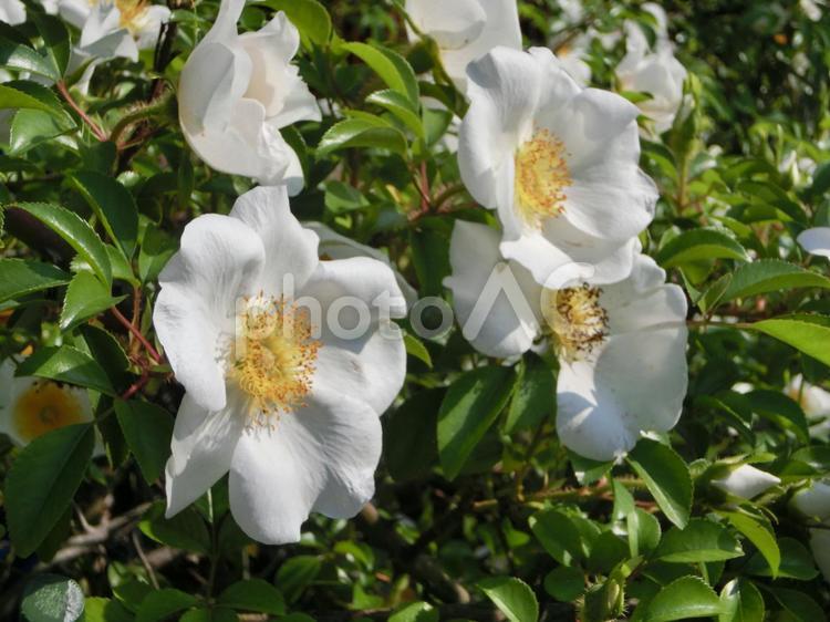 日差しを浴びて ガーデニング,優しい花,公園の花の写真素材