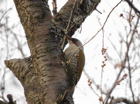 木にとまる野生のアオゲラ 木にとまる野生のアオゲラ アオゲラ,キツツキ,鳥の写真素材