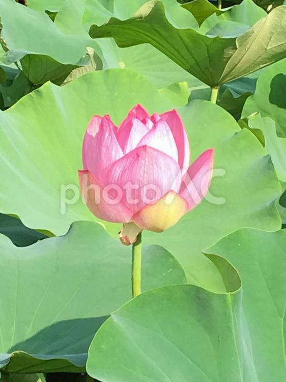 町田薬師池公園の大賀ハス 蓮の花,蓮,葉の写真素材