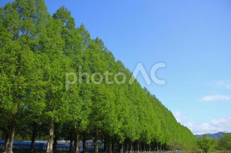 メタセコイア並木の風景 メタセコイア,並木,散策道の写真素材