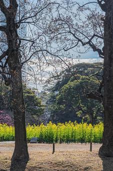 東京 浜離宮恩賜庭園の風景 東京 浜離宮恩賜庭園の風景 東京,東京都,浜離宮恩賜庭園の写真素材
