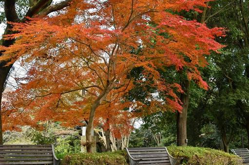 秋の公園 秋の公園 公園,秋,紅葉の写真素材