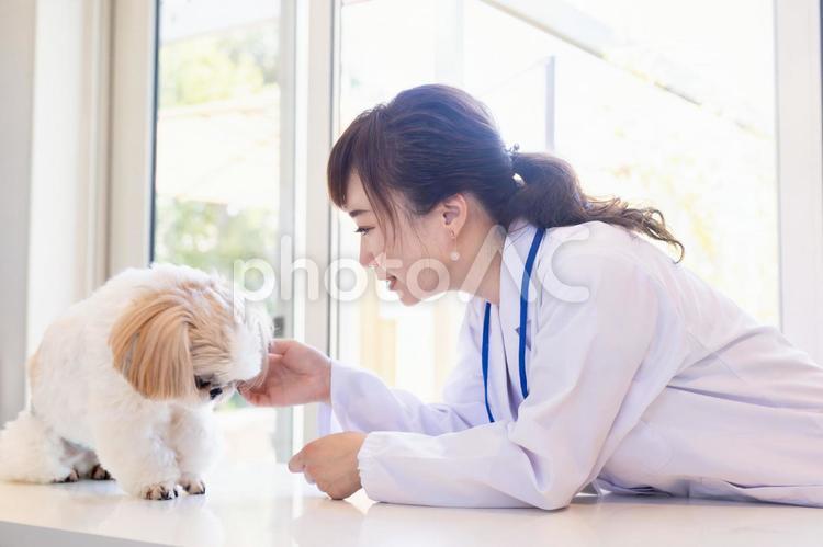 獣医さんと犬 獣医,動物病院,獣医師の写真素材