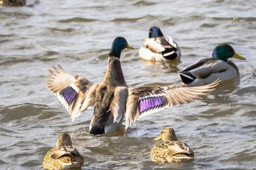 マガモ(30) 鳥,マガモ,カモの写真素材