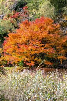 黄金山神社⒁ 神社,黄金山神社,神社仏閣の写真素材