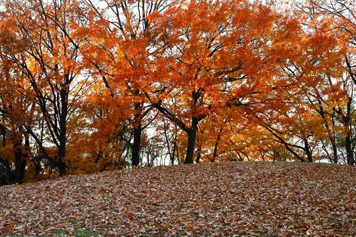 落ち葉と紅葉 落ち葉と紅葉 秋,自然,もみじの写真素材