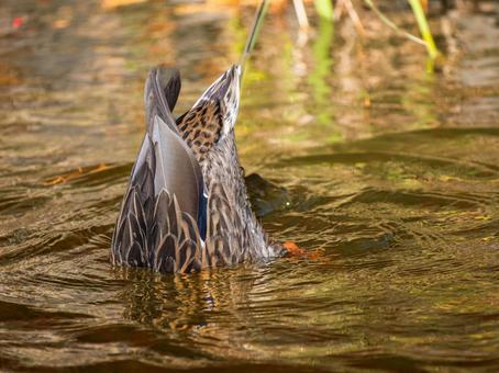 池を泳ぐマガモのメス 池を泳ぐマガモのメス マガモ,カモ,鴨の写真素材