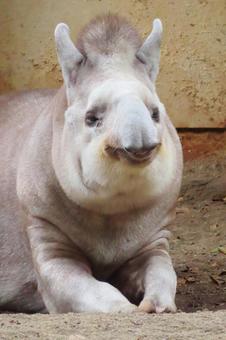 かわいいアメリカバク かわいいアメリカバクの写真