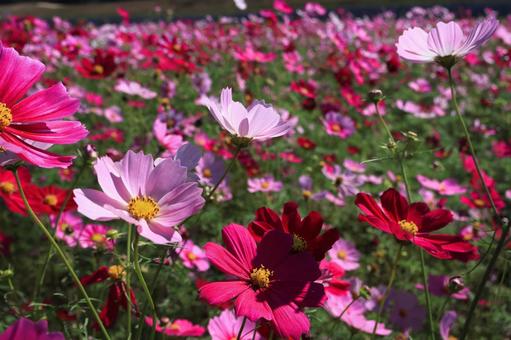 コスモス コスモスの写真