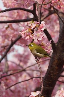 河津桜とメジロ4の写真