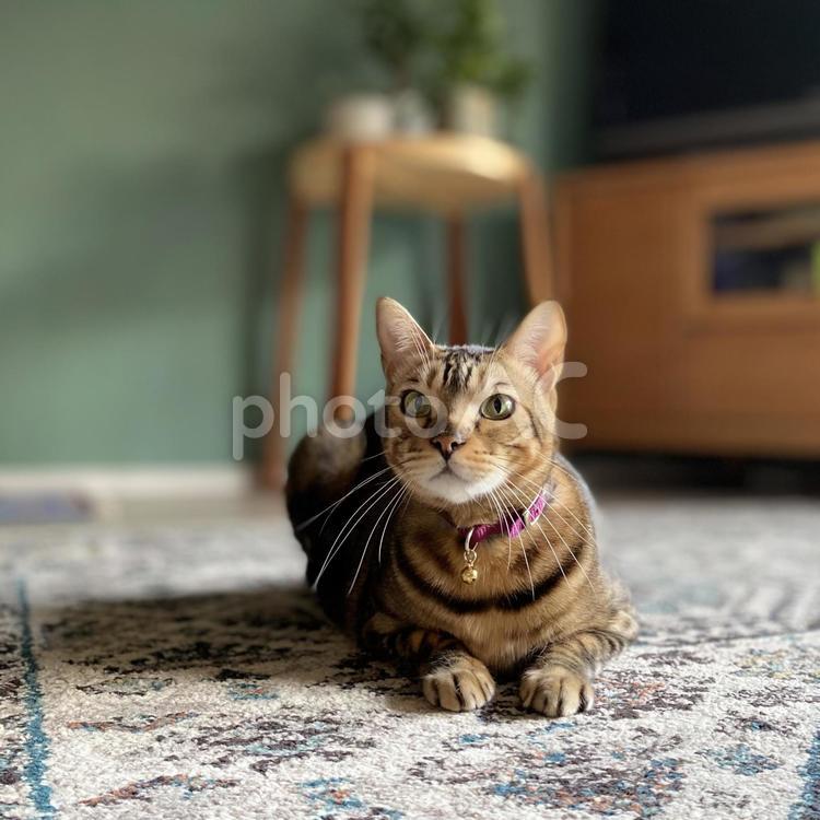 何か言いたげ 猫,ネコ,ねこの写真素材