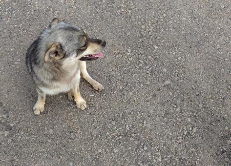 高速道路休憩所に住んでいた野良犬 高速道路休憩所に住んでいた野良犬の写真
