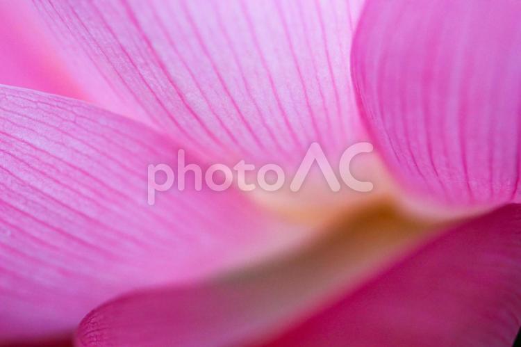 ハスの花びらにピントを合わせて 蓮,蓮の花,ハスの花の写真素材