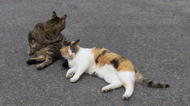 寄り添って寛ぐラブラブで可愛い三毛猫たち 寄り添って寛ぐラブラブで可愛い三毛猫たち 三毛猫,猫,キジトラの写真素材