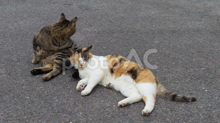 寄り添って寛ぐラブラブで可愛い三毛猫たち 三毛猫,猫,キジトラの写真素材