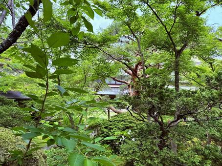 日本庭園からのレストラン母屋 日本庭園からのレストラン母屋の写真