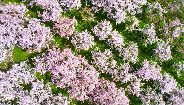 空撮された桜並木 空撮された桜並木の写真
