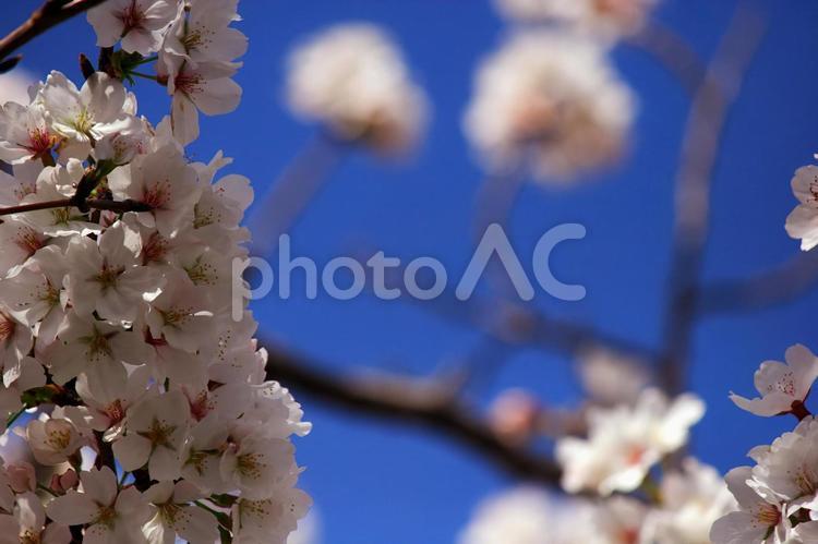 ソメイヨシノ② 桜,クローズアップ,さくらの写真素材