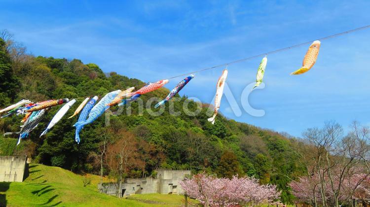 ３月下旬の桜と鯉のぼり 背景,桜,鯉のぼりの写真素材