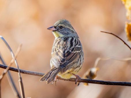 枝にとまるアオジ 枝にとまるアオジ アオジ,野鳥,鳥の写真素材