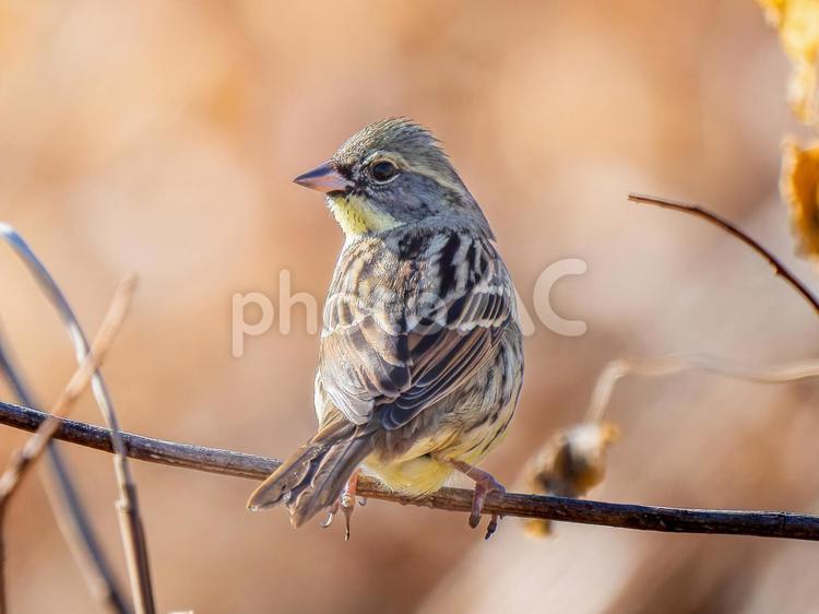 枝にとまるアオジ アオジ,野鳥,鳥の写真素材