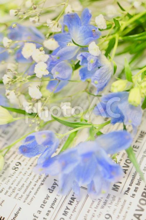 アレンジメント（デルフィニウムとかすみ草） デルフィニウム,かすみ草,テキスト入力の写真素材