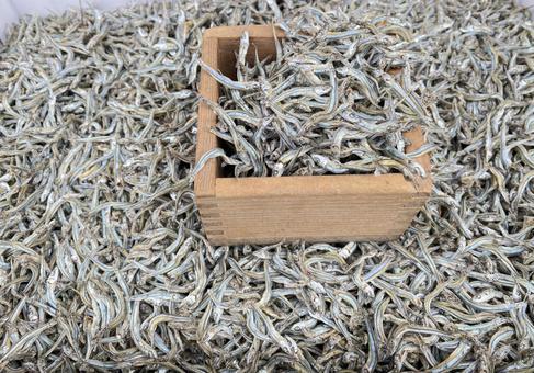 マスで量り売りのを煮干し　乾物 煮干し,イリコ,乾物の写真素材