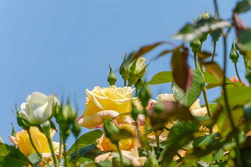 青空に映える黄色と白のバラの写真