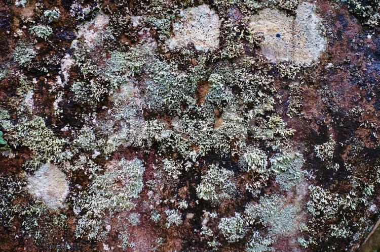壁に生える地衣類、苔 地衣類,壁,壁面の写真素材