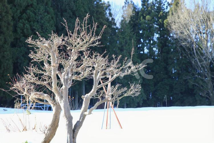 雪の中に立つ木。白と緑のコントラスト。 冬山,自然,木の写真素材