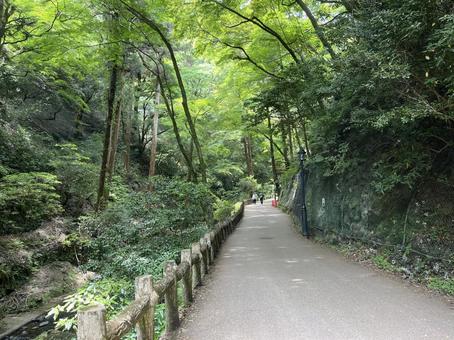 明治の森 箕面国定公園 明治の森 箕面国定公園の写真