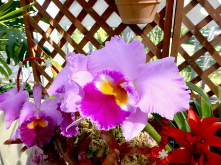 温室でひときわ鮮やかなカトレアの花 温室でひときわ鮮やかなカトレアの花 カトレア,花,植物の写真素材