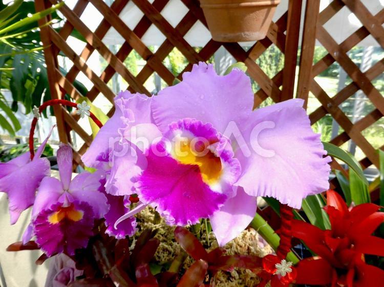 温室でひときわ鮮やかなカトレアの花 カトレア,花,植物の写真素材