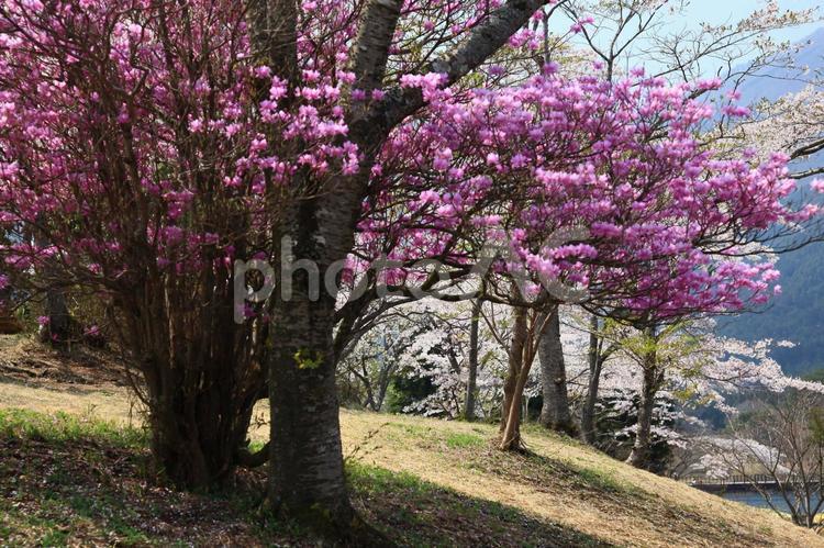 湖の近くに咲き誇る花たち 植物,花,公園の写真素材