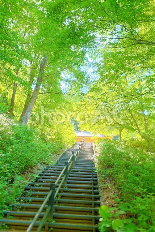 新緑の階段 新緑,4月,5月の写真素材