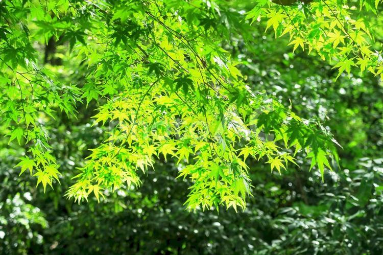 カエデの新緑　リフレッシュできる風景 カエデ,緑,新緑の写真素材