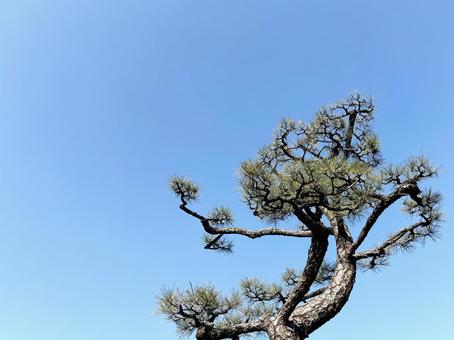 松の木と雲ひとつない青空 松の木と雲ひとつない青空 松,木,樹木の写真素材