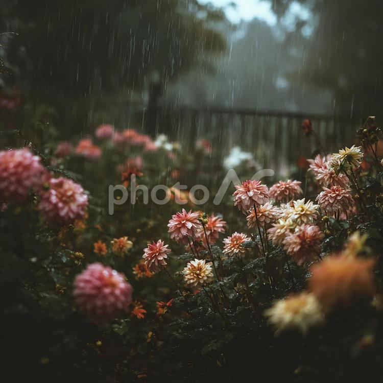 雨に咲くダリア 雨,花,植物の写真素材