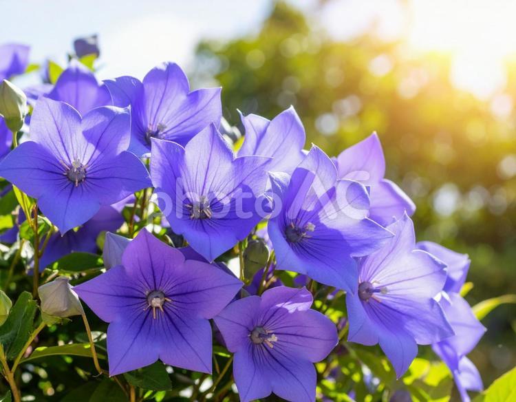 桔梗 桔梗,夏の花,花の写真素材