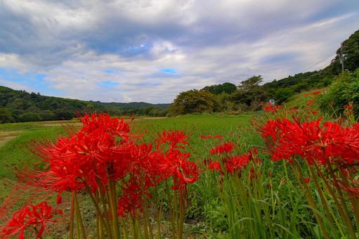 彼岸花 彼岸花,ヒガンバナ,秋の写真素材