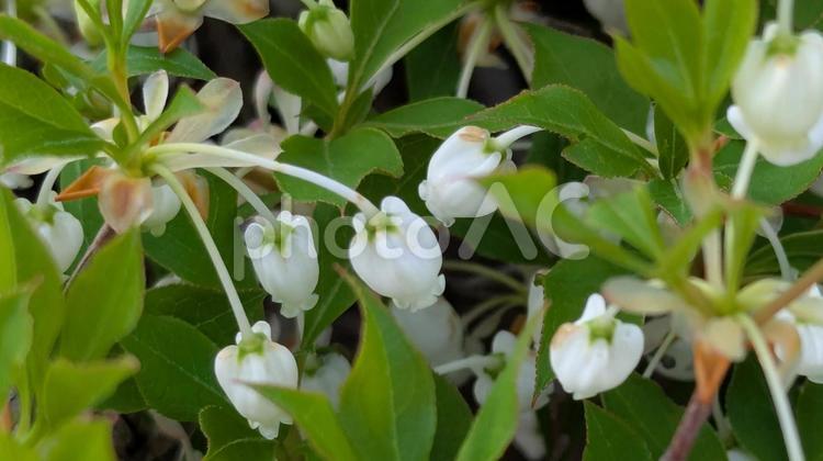 咲き切る前の花は、区別が難しい つぼみ,蕾,花の写真素材