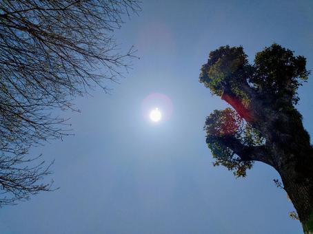 太陽光と木 太陽光と木の写真