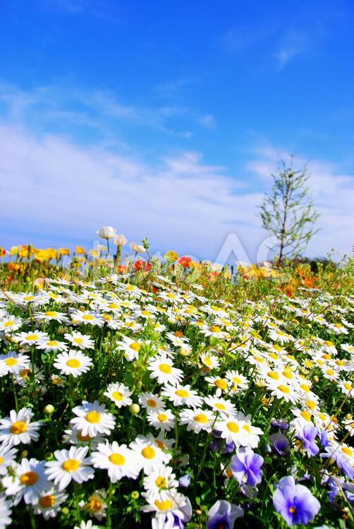 マーガレット畑と青空 マーガレット,春,花畑の写真素材